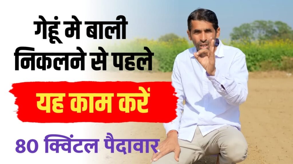 गेहूँ की खेती मे मिलेगी 80 क्विंटल पैदावार, अपनाएं यह चमत्कारी फॉर्मूला