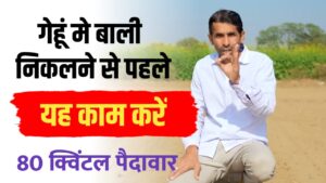 गेहूँ की खेती मे मिलेगी 80 क्विंटल पैदावार, अपनाएं यह चमत्कारी फॉर्मूला
